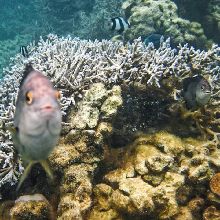 underwater corals and fishes in blue bay