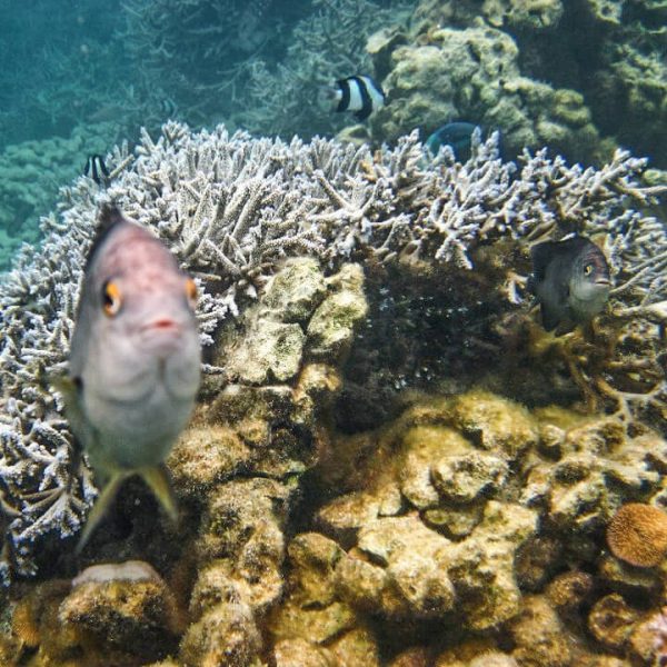 snorkeling with fishes in blue bay marine park