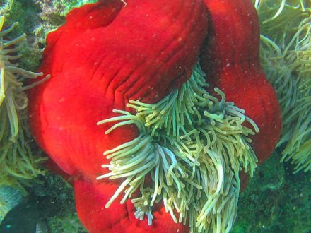 underwater red sea anemone mauritius