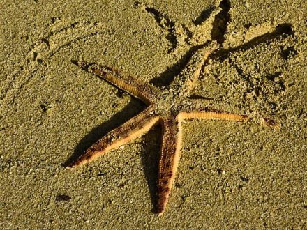 big sea star mauritius