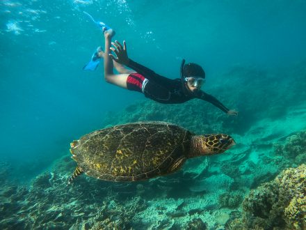 Totof Tours Mauritius Snorkelling with a Turtle in Blue Bay