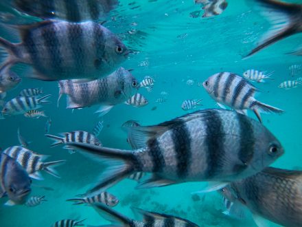 Totof Tours Mauritius Snorkelling with Fishes in Blue Bay